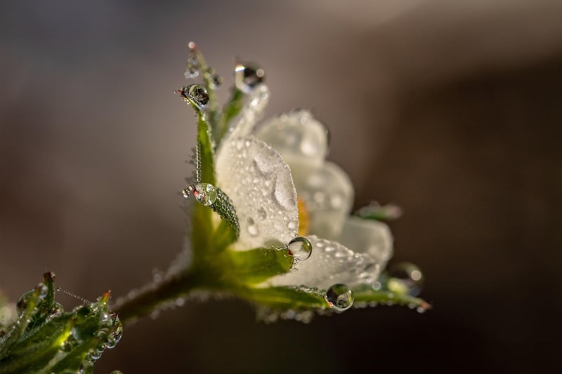 Botanical Beauties